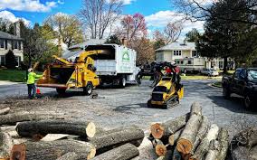 How Our Tree Care Process Works  in  Planada, CA