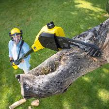 Best Tree Health Inspection  in Planada, CA