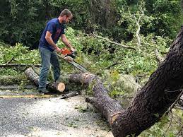  Planada, CA Tree Care Pros