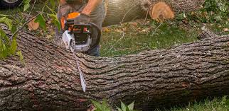 Best Lawn Pest Prevention  in Planada, CA