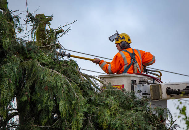 Best Tree Cabling and Bracing  in Planada, CA