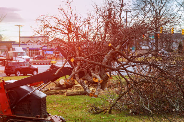 Best Emergency Tree Removal  in Planada, CA