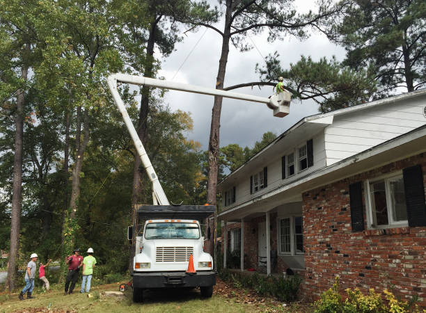 Best Arborist Consultation Services  in Planada, CA