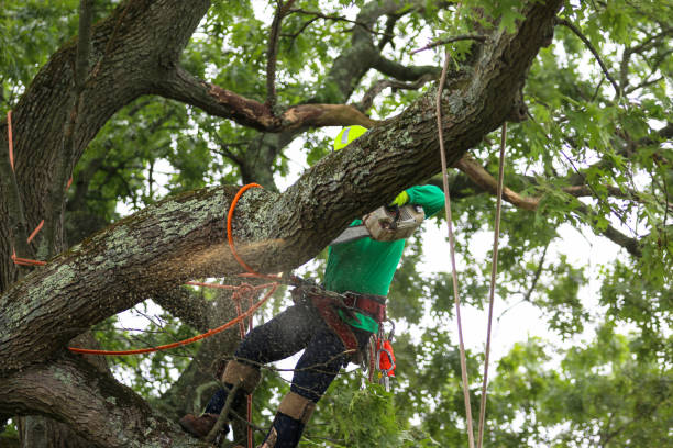 Best Tree and Shrub Care  in Planada, CA