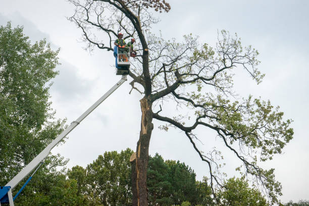 Reliable Planada, CA Tree Care Solutions