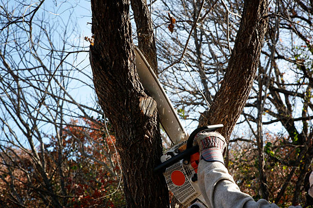 Best Utility Line Clearance  in Planada, CA
