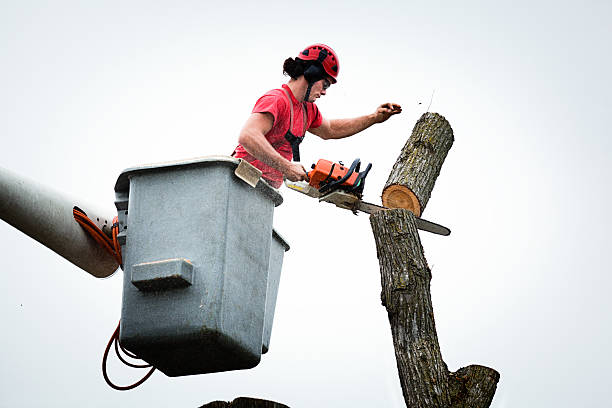 Best Commercial Tree Services  in Planada, CA