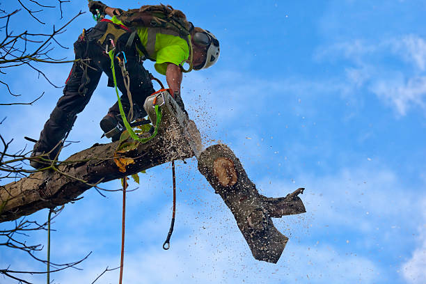 Best Tree Trimming and Pruning  in Planada, CA